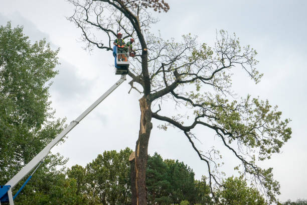 How Our Tree Care Process Works  in  Baltimore, OH